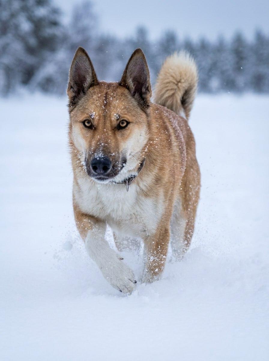 Приют для бездомных животных «Верный друг