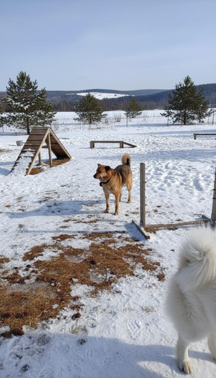 Верный друг