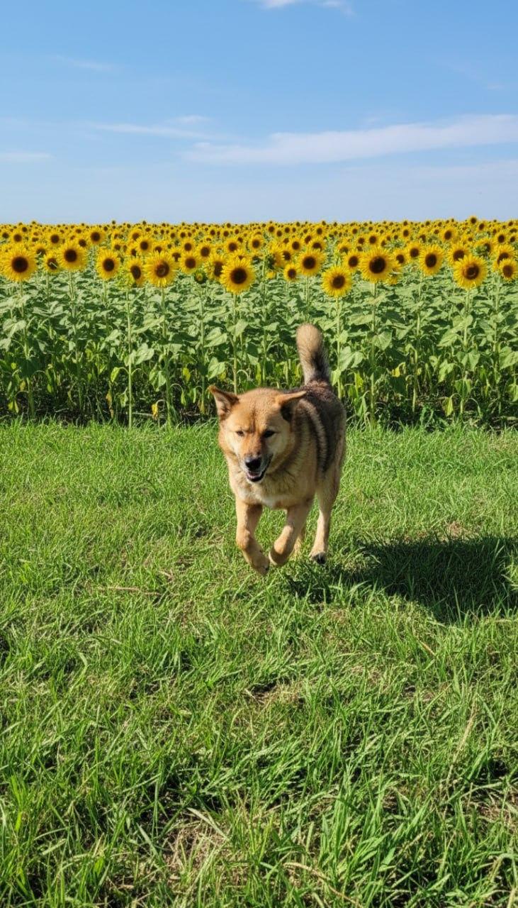 Верный друг