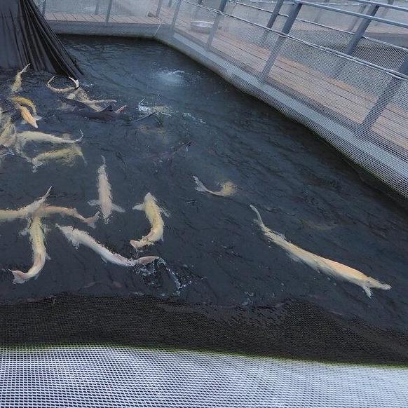 Осетровое поместье, Воронеж