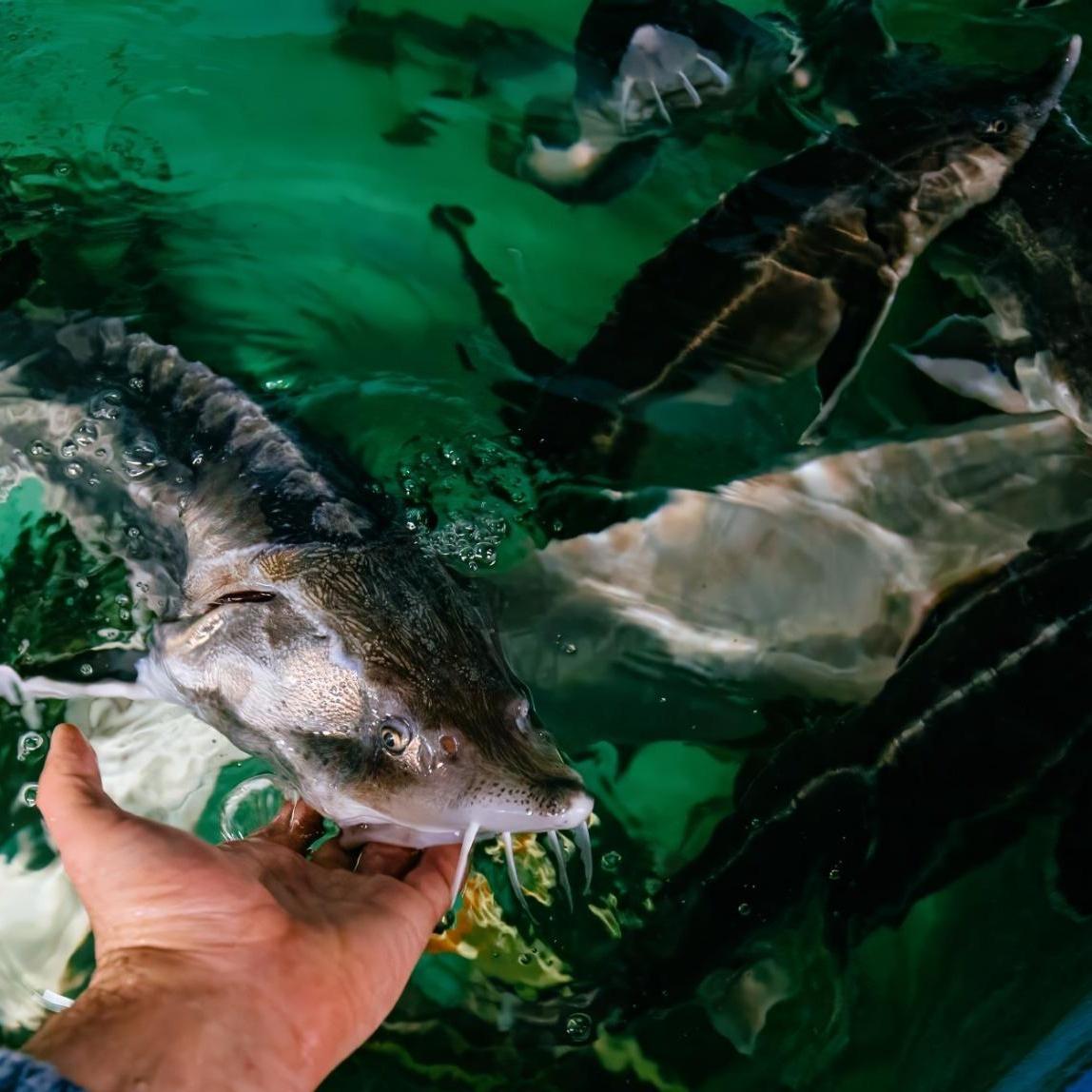 Осетровое поместье, Воронеж