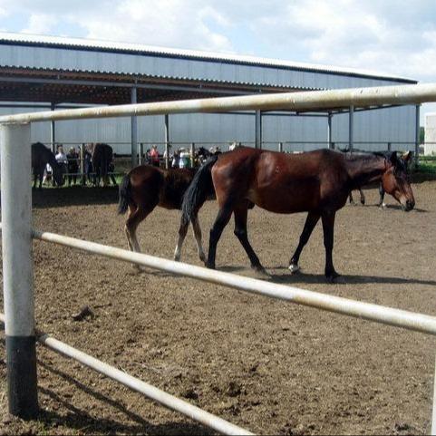 Воронежский ипподром