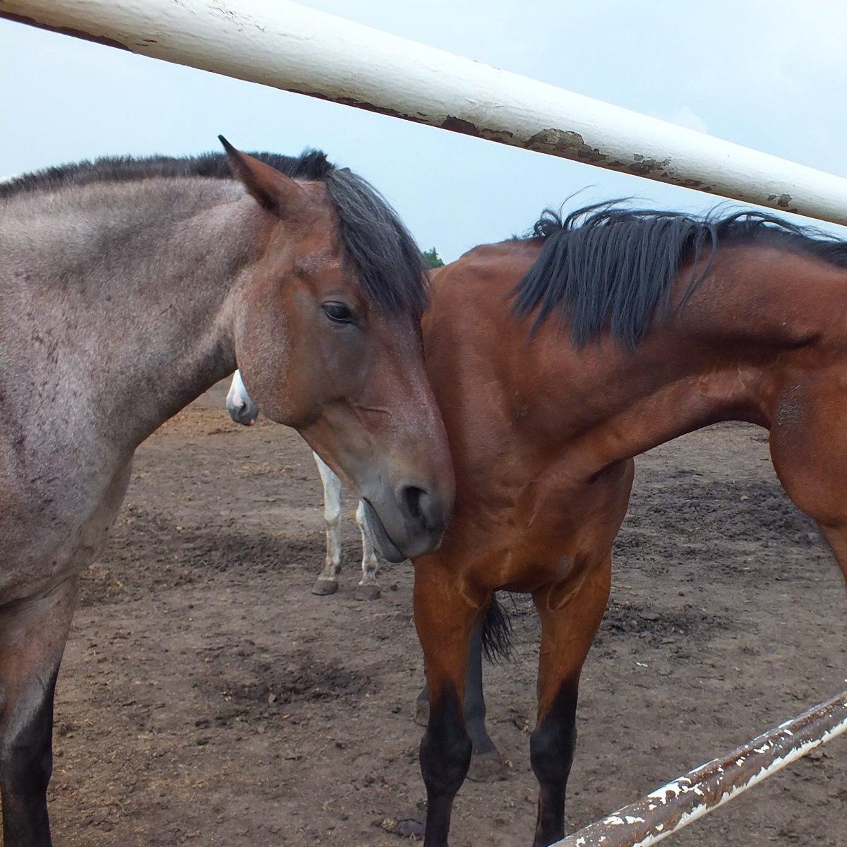 Воронежский ипподром
