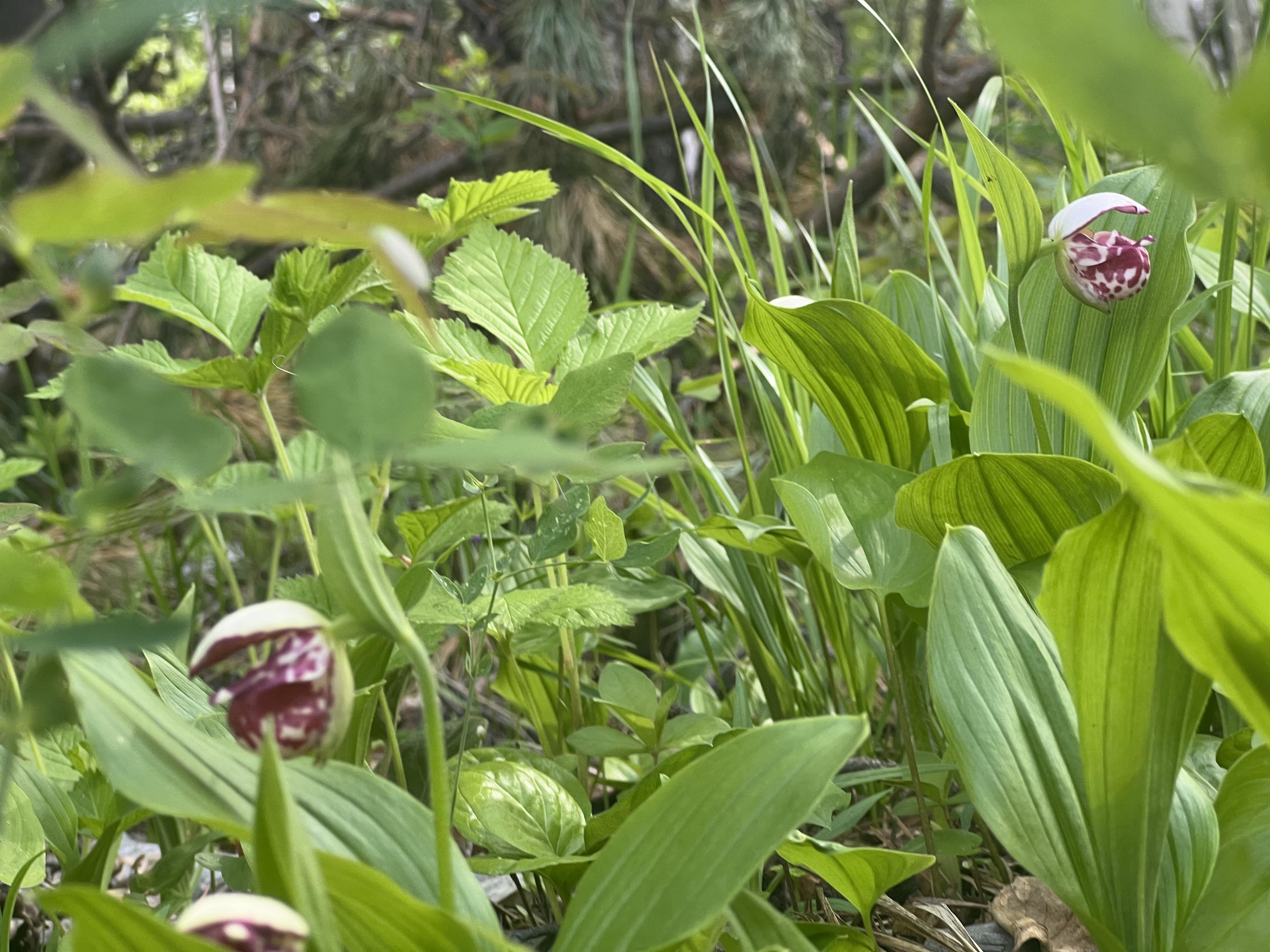 double image second part