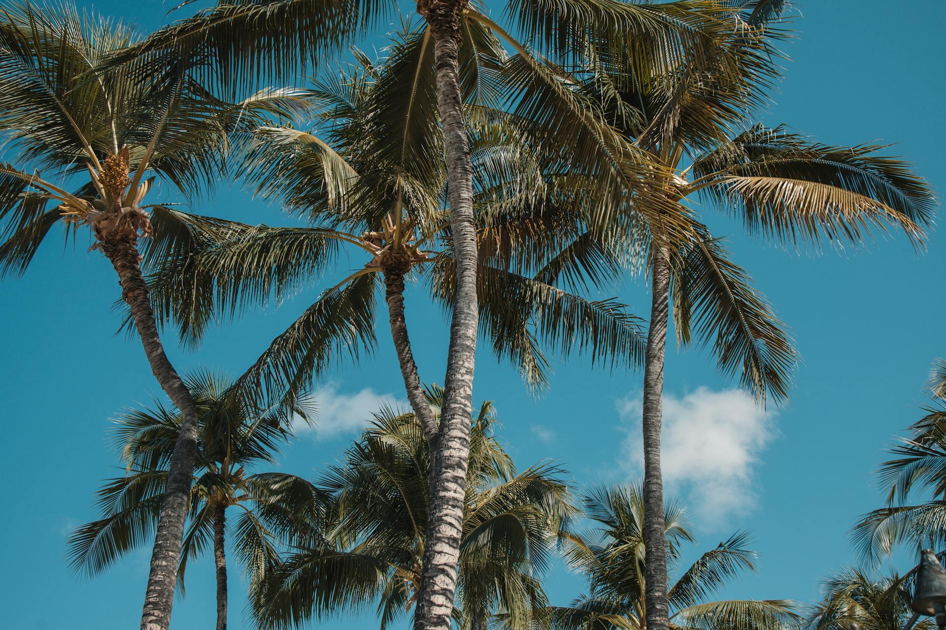 double image first part