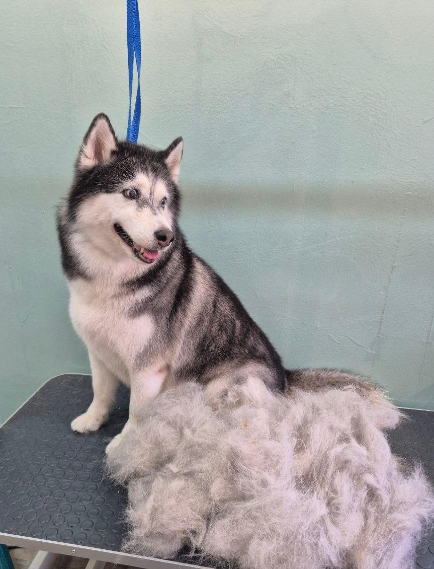 груминг больших собак в спб мастера работы цены