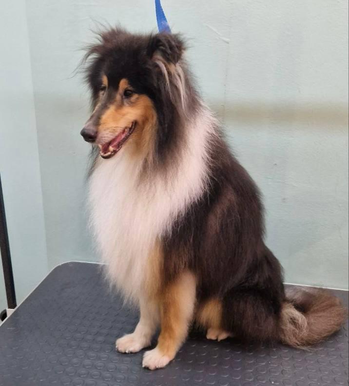 груминг больших собак в спб мастера работы цены