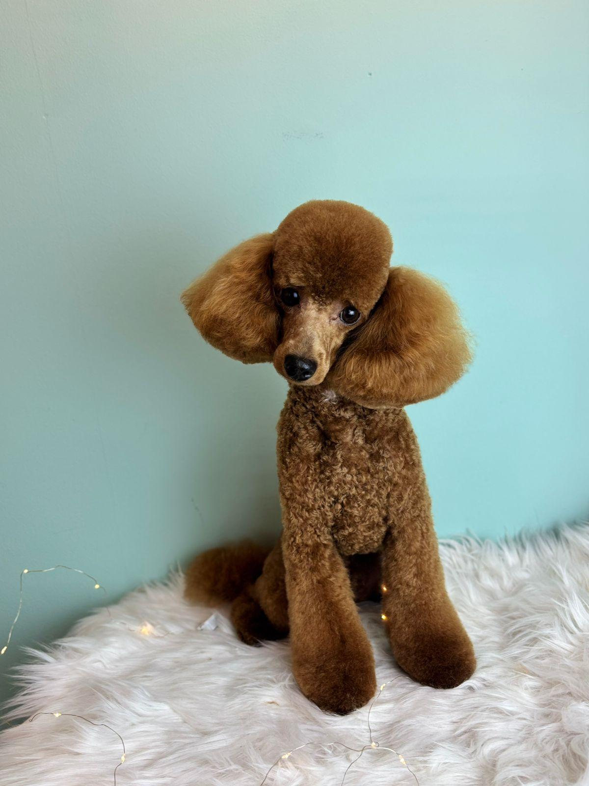 груминг больших собак в спб мастера работы цены