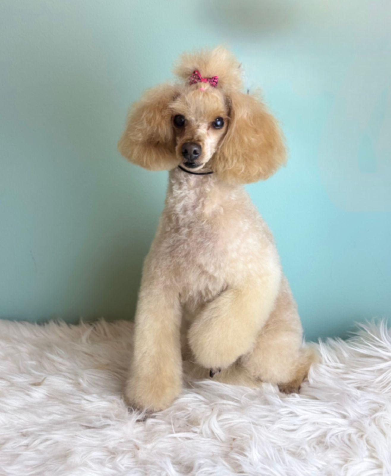 груминг больших собак в спб мастера работы цены