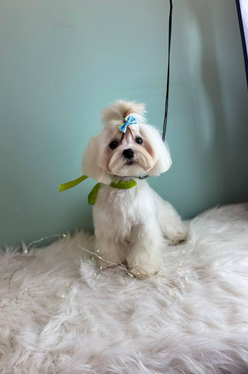 сколько стоит подстричь собаку в спб цены на груминг