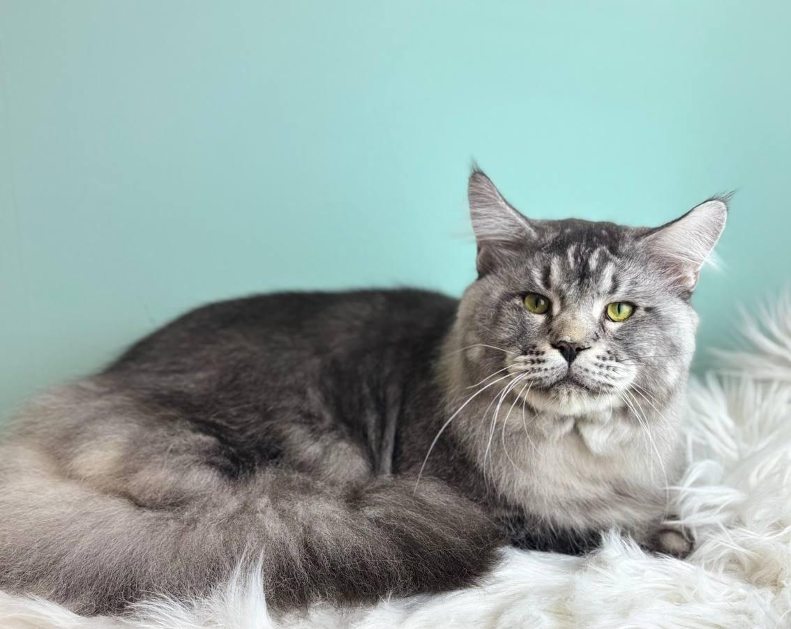 груминг больших собак в спб мастера работы цены