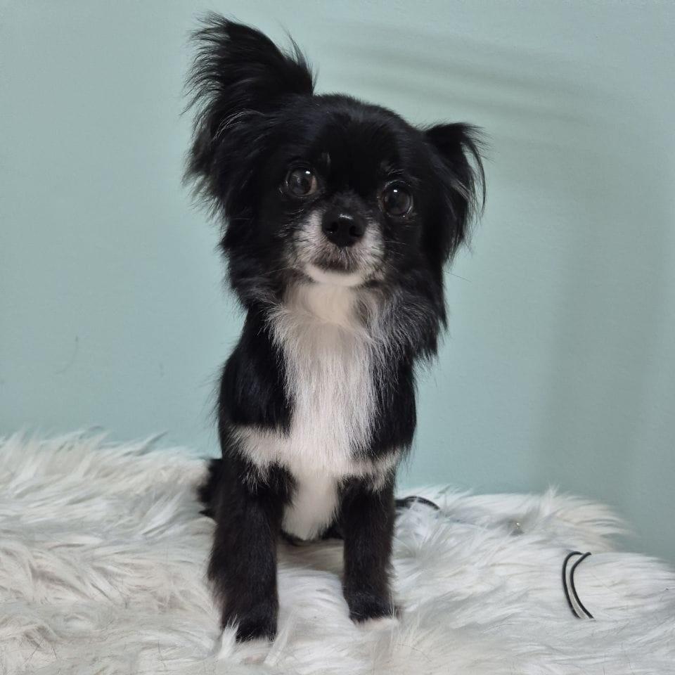 груминг чихуа хуа спб