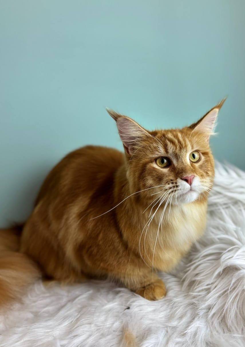 груминг кошек в санкт-петербурге мастера работы цены отзывы