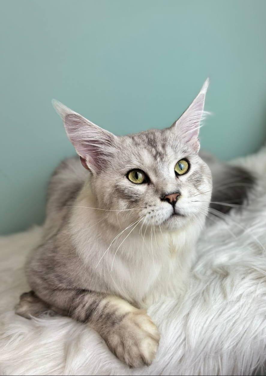 подстричь и помыть кошку спб