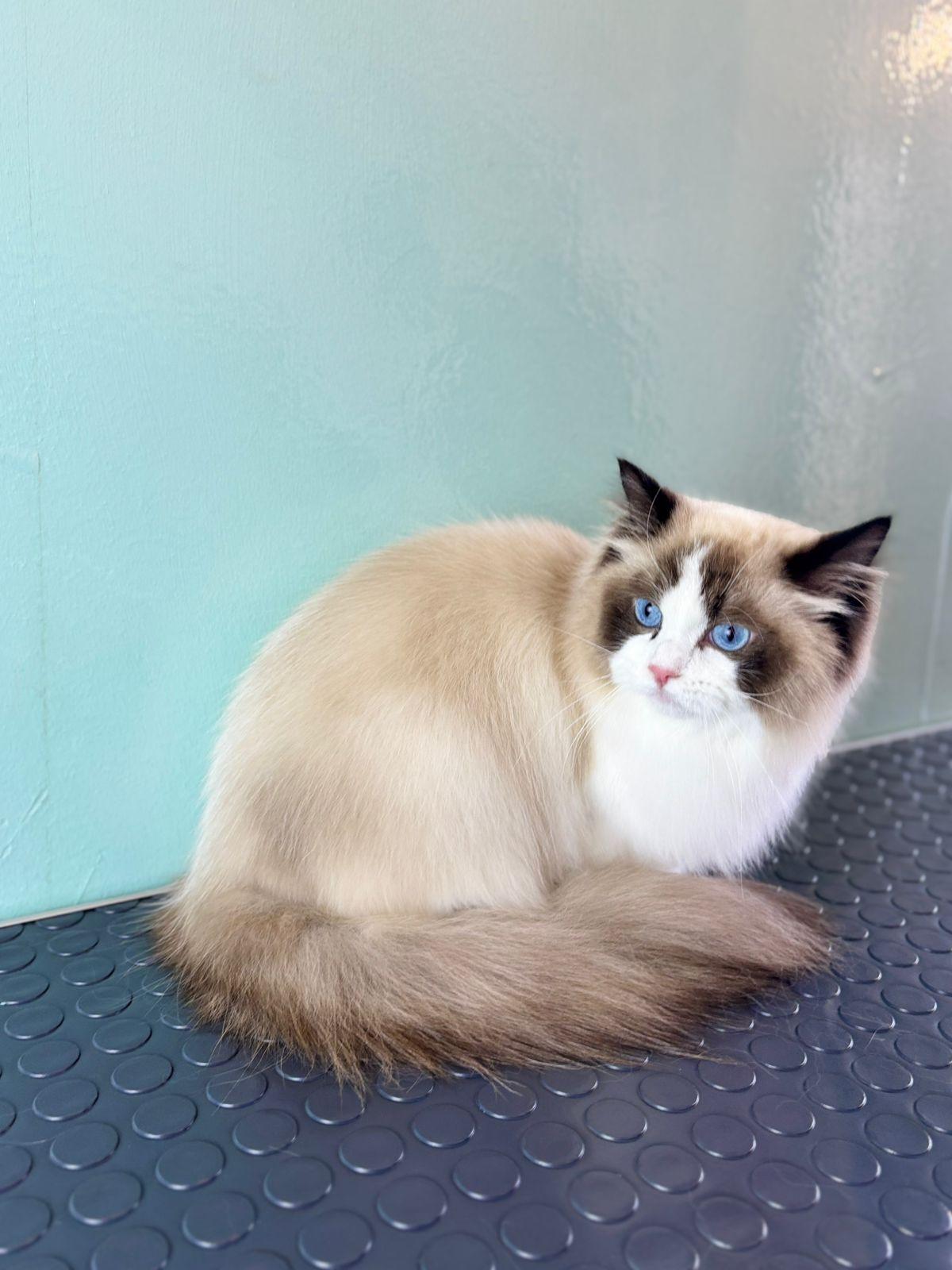 груминг больших собак в спб мастера работы цены