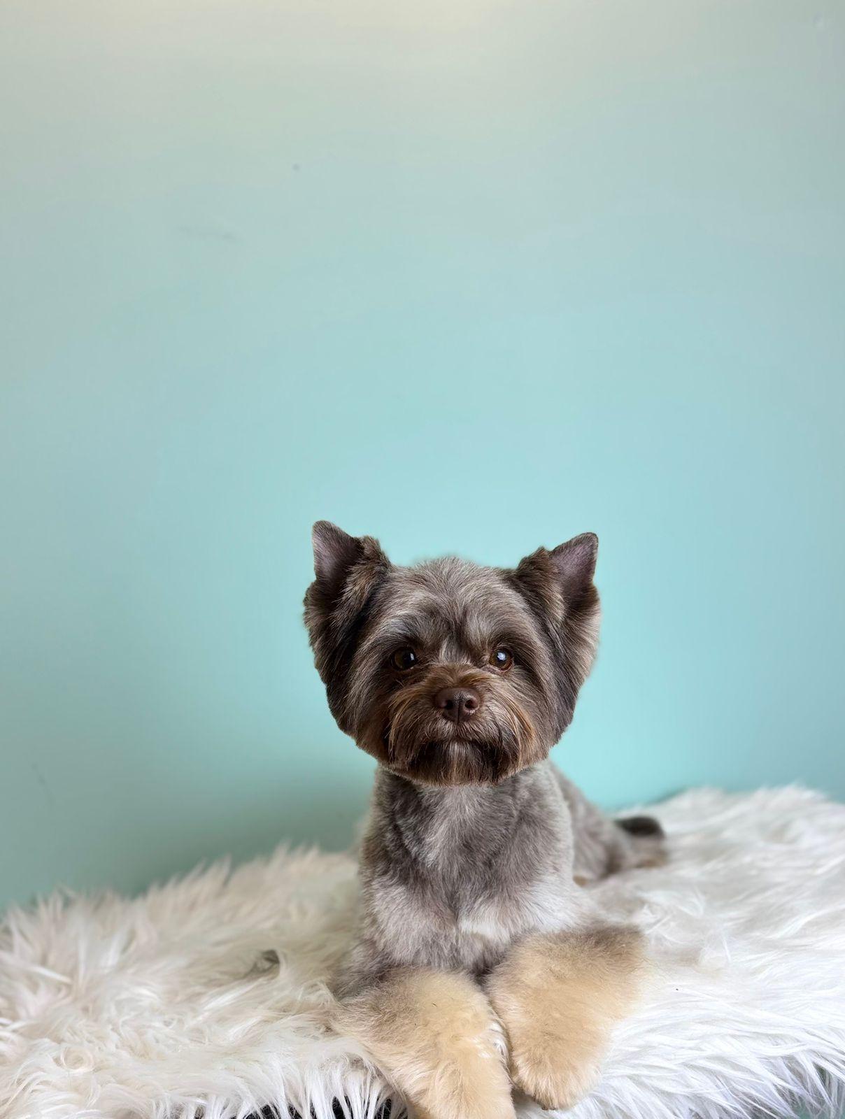 груминг больших собак в спб мастера работы цены