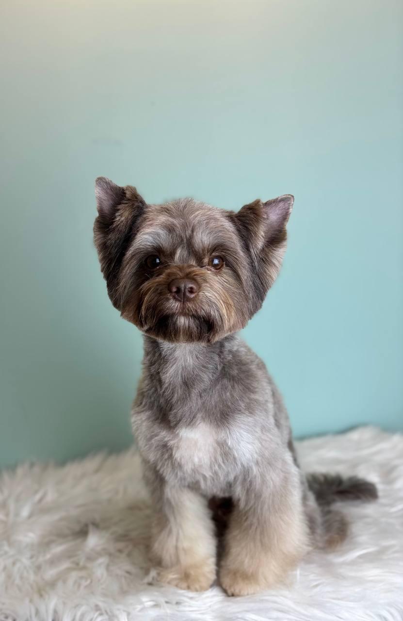 стрижка терьера спб