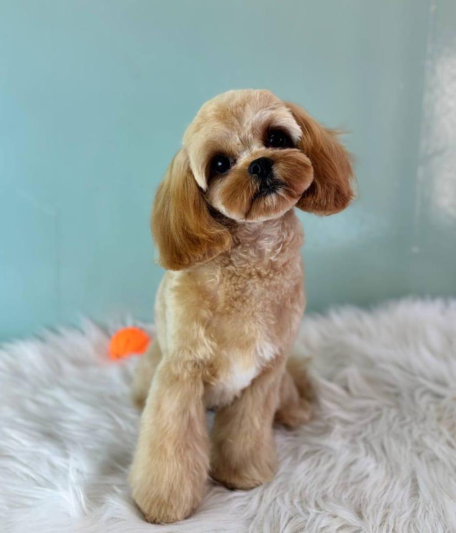 груминг собак в санкт-петербурге мастера работы цены отзывы