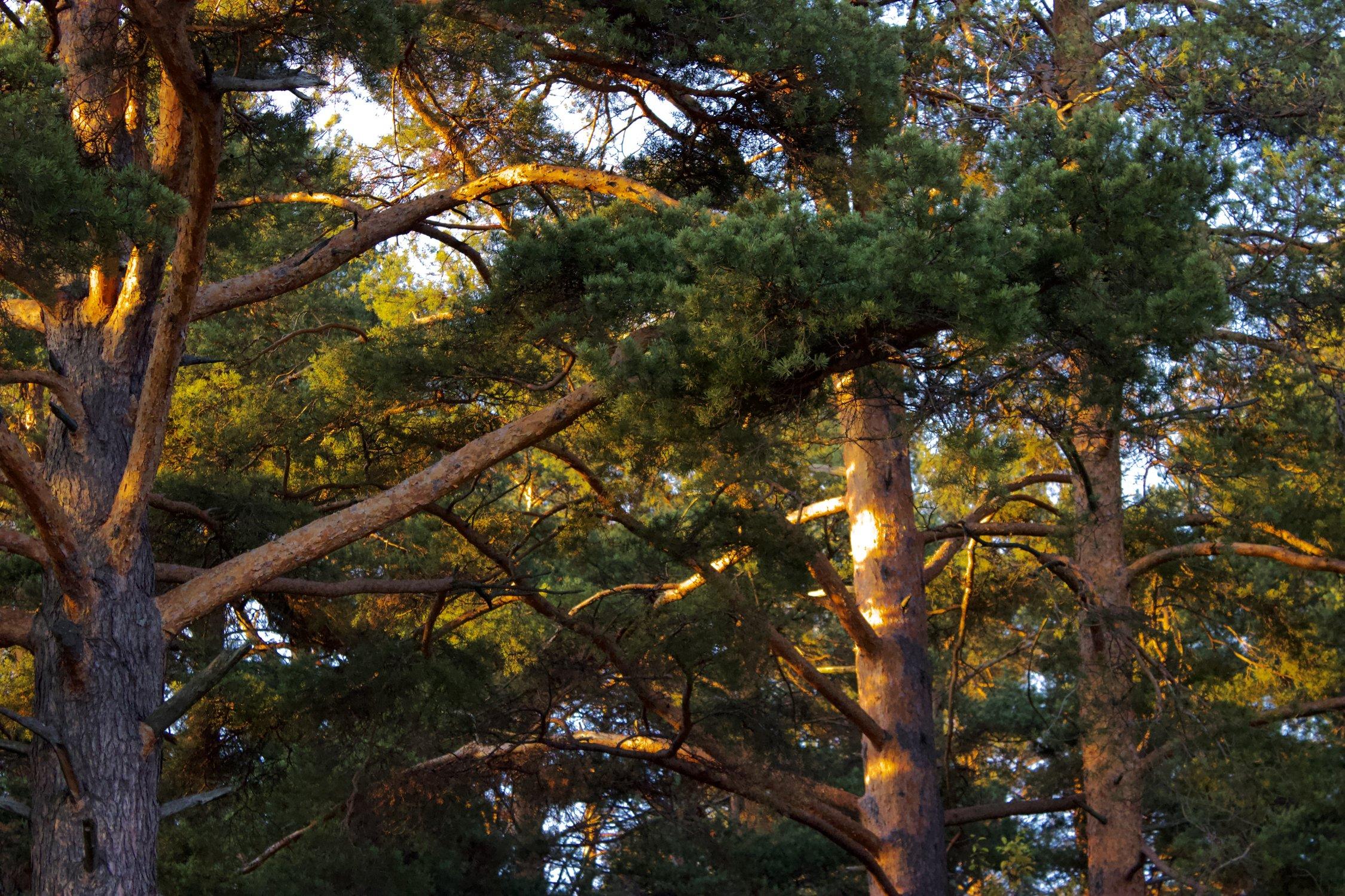 double image second part